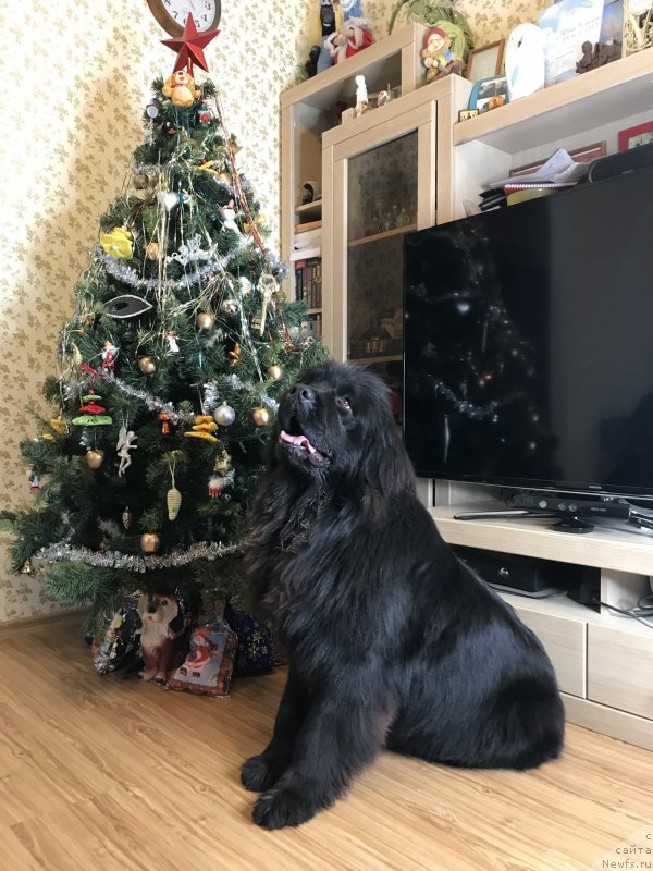 Фото: ньюфаундленд Zhemchuzhina Kubani Zira (Жемчужина Кубани Зира)