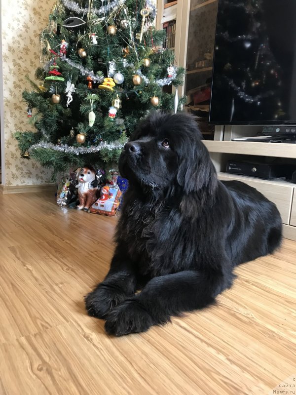 Фото: ньюфаундленд Zhemchuzhina Kubani Zira (Жемчужина Кубани Зира)