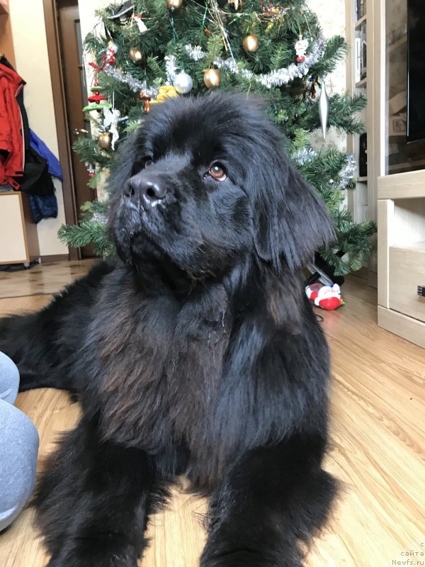 Фото: ньюфаундленд Zhemchuzhina Kubani Zira (Жемчужина Кубани Зира)
