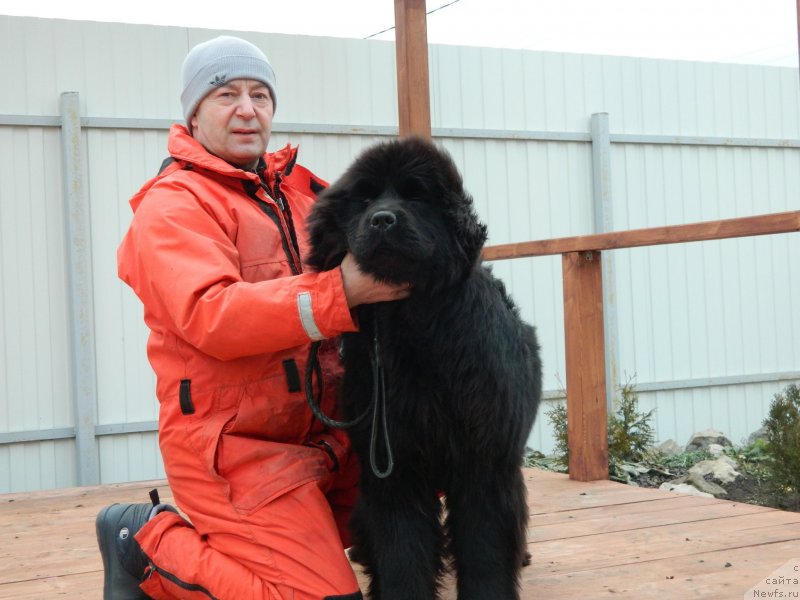 Фото: ньюфаундленд Star In The Black Night (Стар Ин Зе Блэк Найт)