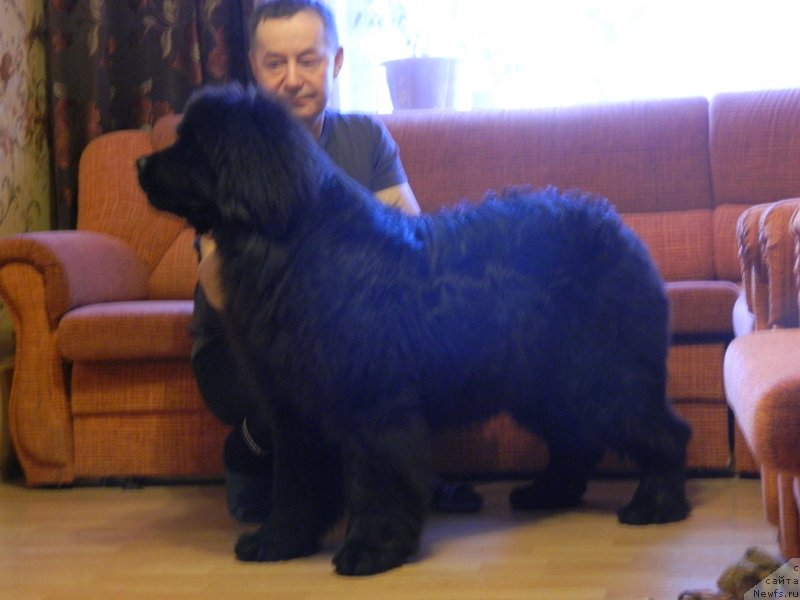 Фото: ньюфаундленд Star In The Black Night (Стар Ин Зе Блэк Найт)