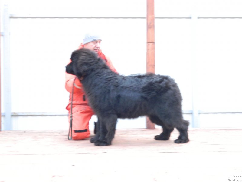 Фото: ньюфаундленд Star In The Black Night (Стар Ин Зе Блэк Найт)