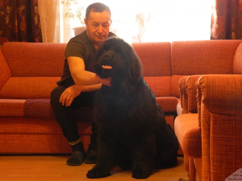 Фото: ньюфаундленд Star In The Black Night (Стар Ин Зе Блэк Найт)