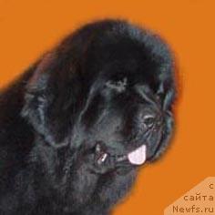 Фото: ньюфаундленд Euro Surprise ot Sibirskogo Medvedja (Евро Сюрпрайз от Сибирского Медведя)