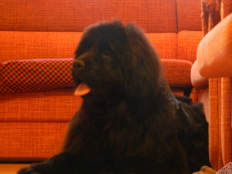 Фото: ньюфаундленд Star In The Black Night (Стар Ин Зе Блэк Найт)