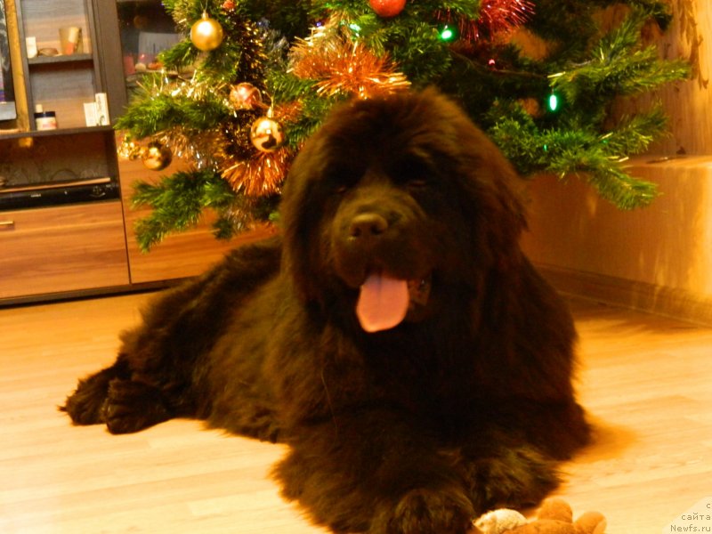 Фото: ньюфаундленд Star In The Black Night (Стар Ин Зе Блэк Найт)