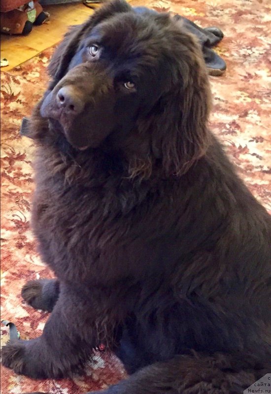 Фото: ньюфаундленд Braunblad MSK Donna Goldi (Браунблад МСК Донна Голди)