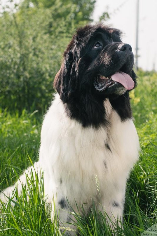 Фото: ньюфаундленд Fluffy Avalanche Civilization (Флюфи Аваланч Цивилизация)