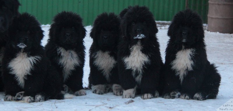 Фото: Фуфлы Аквиан Сонг