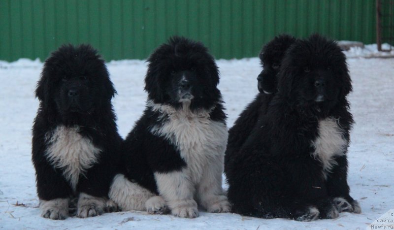 Фото: Фуфлы Аквиан Сонг