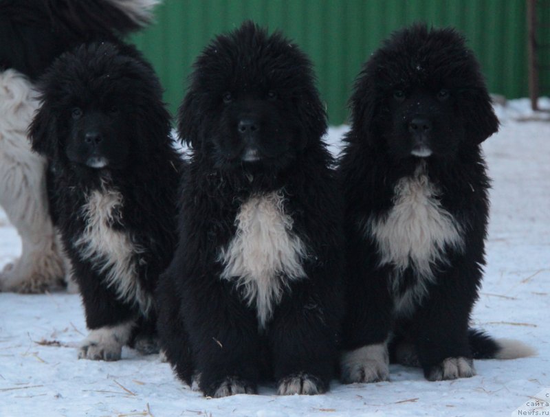 Фото: Фуфлы Аквиан Сонг