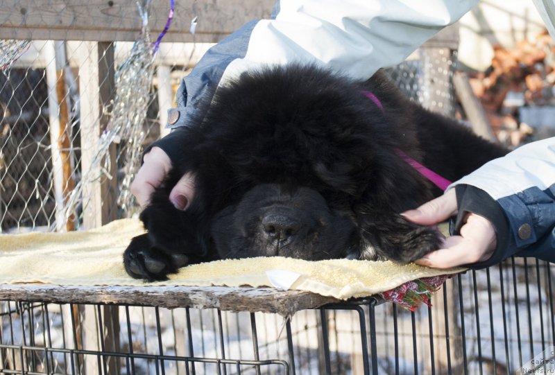 Фото: ньюфаундленд Cherniy Balu Miroslava (Черный Балу Мирослава)