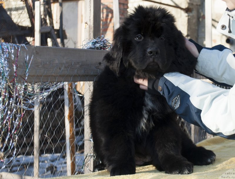 Фото: ньюфаундленд Cherniy Balu Miroslava (Черный Балу Мирослава)