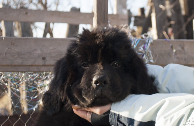 Фото: ньюфаундленд Cherniy Balu Miroslava (Черный Балу Мирослава)