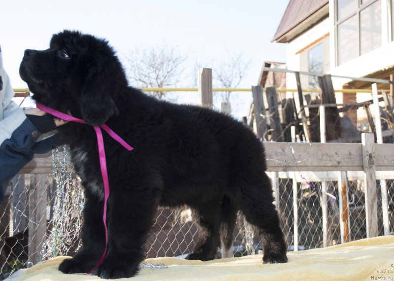 Фото: ньюфаундленд Cherniy Balu Miroslava (Черный Балу Мирослава)