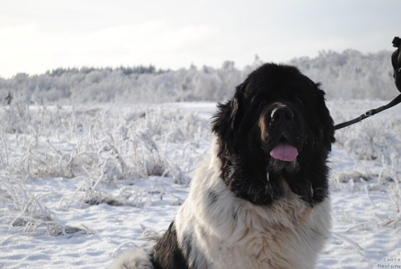 Фотография № 233019