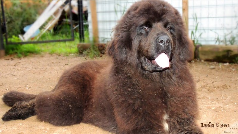 Фото: ньюфаундленд Enigmatic kingd Always In My Heart (Енигматик Кингд Алвайс Ин Му Хеарт)