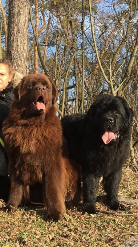 Фото: ньюфаундленд N'yufort Instinkt Vinner Knayt Itus (Ньюфорт Инстинкт Виннер Кнайт Итус)