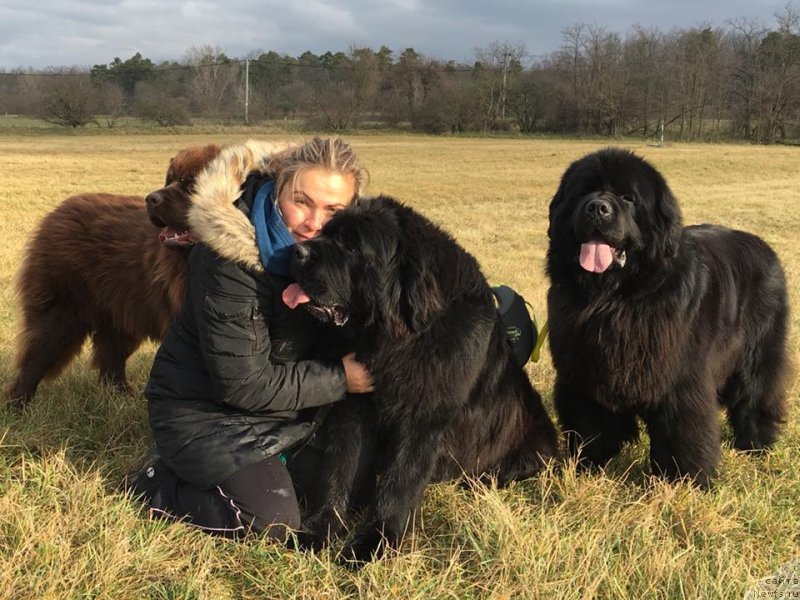 Фото: ньюфаундленд N'yufort Instinkt Vinner Knayt Itus (Ньюфорт Инстинкт Виннер Кнайт Итус)