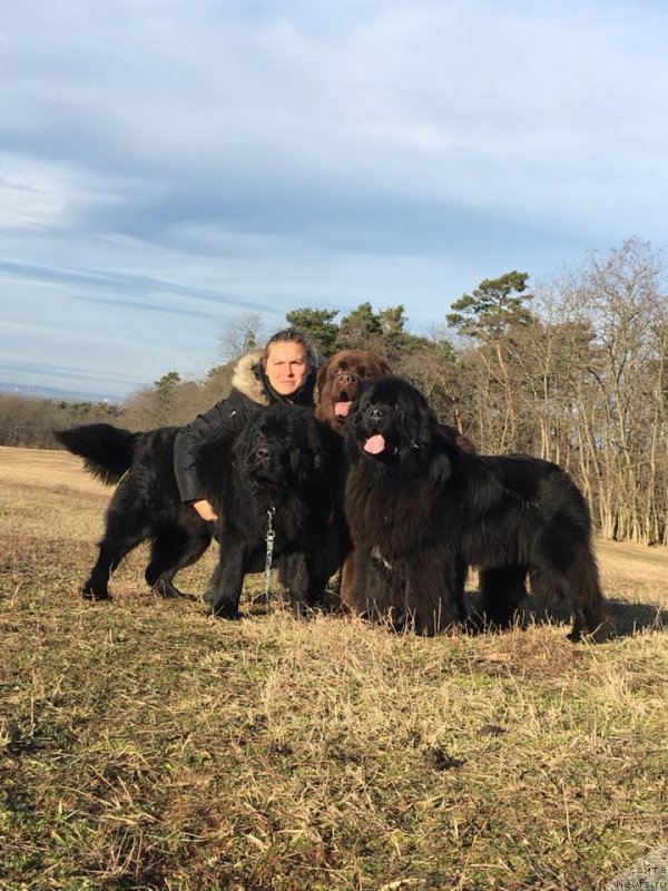 Фото: ньюфаундленд N'yufort Instinkt Vinner Knayt Itus (Ньюфорт Инстинкт Виннер Кнайт Итус)