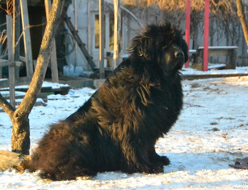 Фото: ньюфаундленд I'm Little Princess Midnight Bear