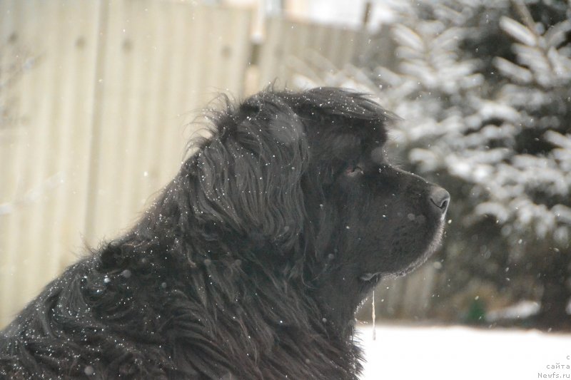 Фото: ньюфаундленд I'm Little Princess Midnight Bear