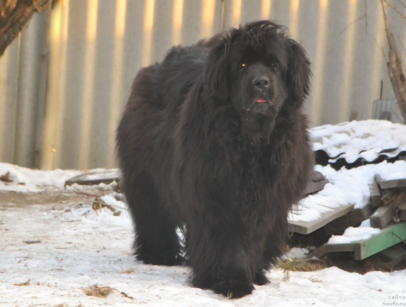 Фото: ньюфаундленд I'm Little Princess Midnight Bear