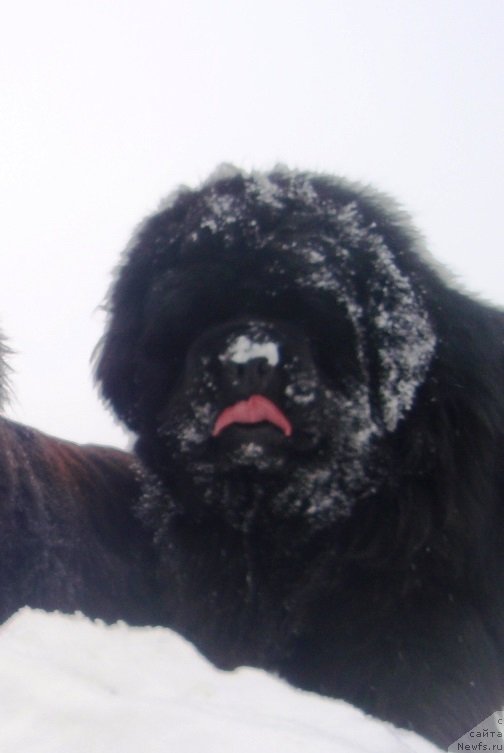 Фото: ньюфаундленд King of Helluland I'm Precious