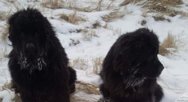 Фото: ньюфаундленд Dolce Vita Laskovyi Gigant, ньюфаундленд Inter Follou ze Boll (Интер Фоллоу зе Болл)