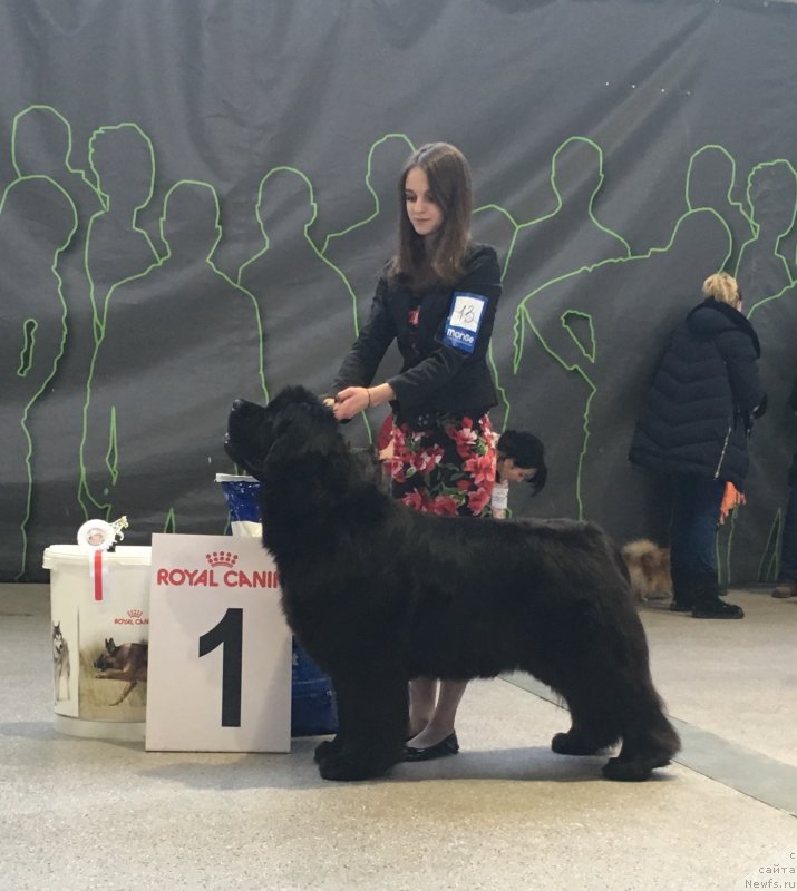 Фото: ньюфаундленд Mollybrooks The Mark of Grace