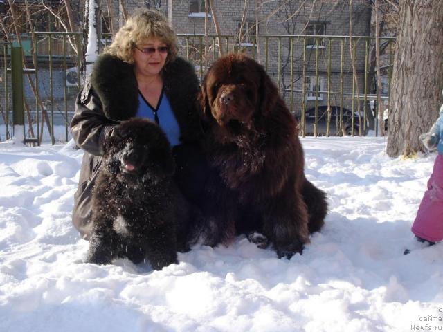 Фото: ньюфаундленд Kapitan N'yufort (Капитан Ньюфорт), ньюфаундленд Super Premium Brabus (Супер Премиум Брабус), Irina Panyushkina (Ирина Панюшкина)