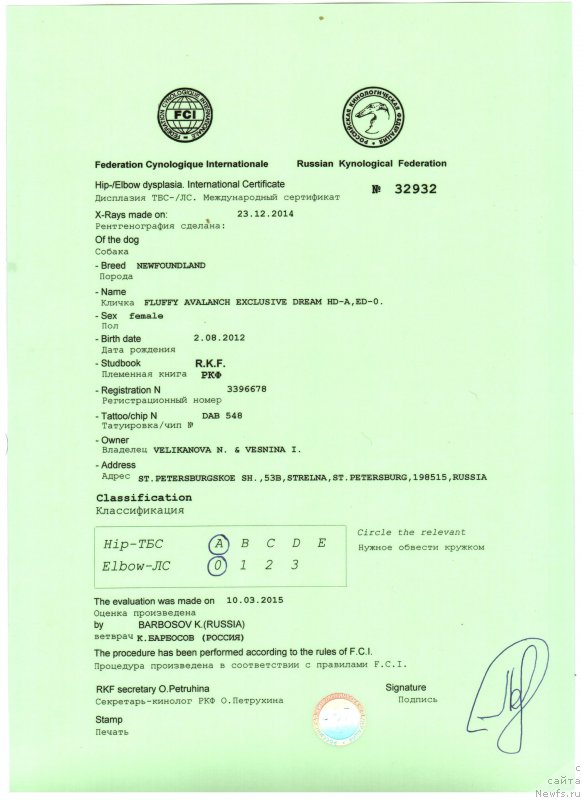 Фото: ньюфаундленд Fluffy Avalanch Exclusive Dream (Флюфи Аваланч Эксклюсиве Дрим)