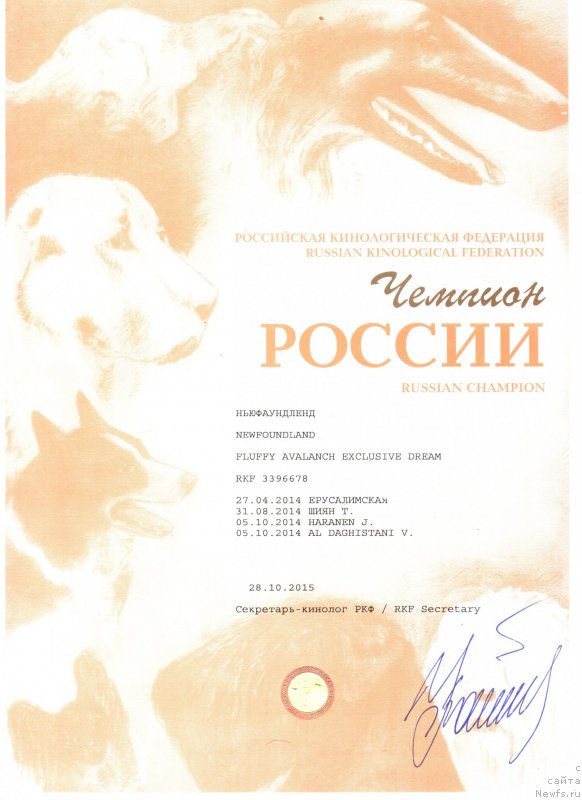 Фото: ньюфаундленд Fluffy Avalanch Exclusive Dream (Флюфи Аваланч Эксклюсиве Дрим)