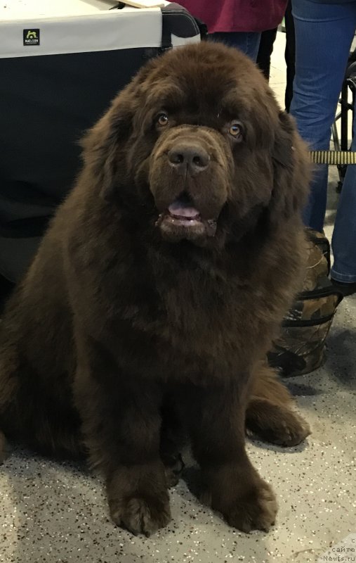 Фото: ньюфаундленд Charli The Best Helfi Pel (Чарли Де Бест Хелфи Пэл)