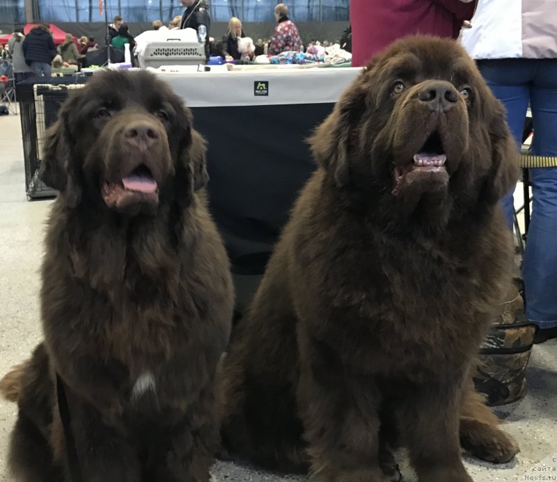 Фото: ньюфаундленд Brownblood MSK Drimi Ein (Браунблад МСК Дрими Эйн), ньюфаундленд Charli The Best Helfi Pel (Чарли Де Бест Хелфи Пэл)
