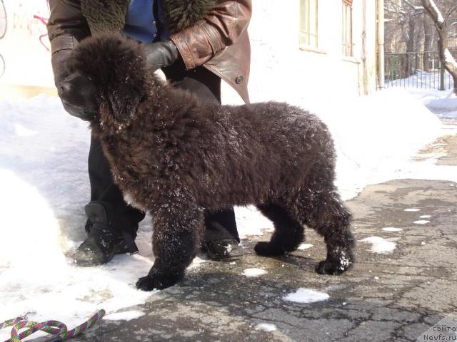 Фото: ньюфаундленд Kapitan N'yufort (Капитан Ньюфорт)