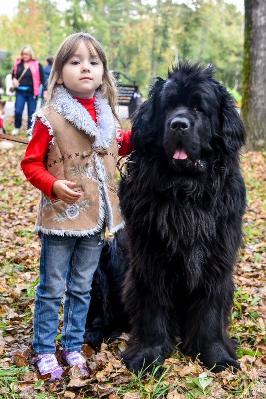 Фото: ньюфаундленд Piternyuf Imax (Питерньюф Имах)