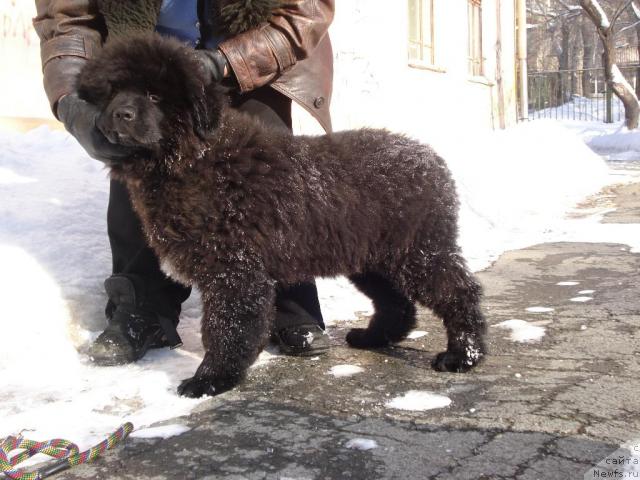 Фото: ньюфаундленд Kapitan N'yufort (Капитан Ньюфорт)