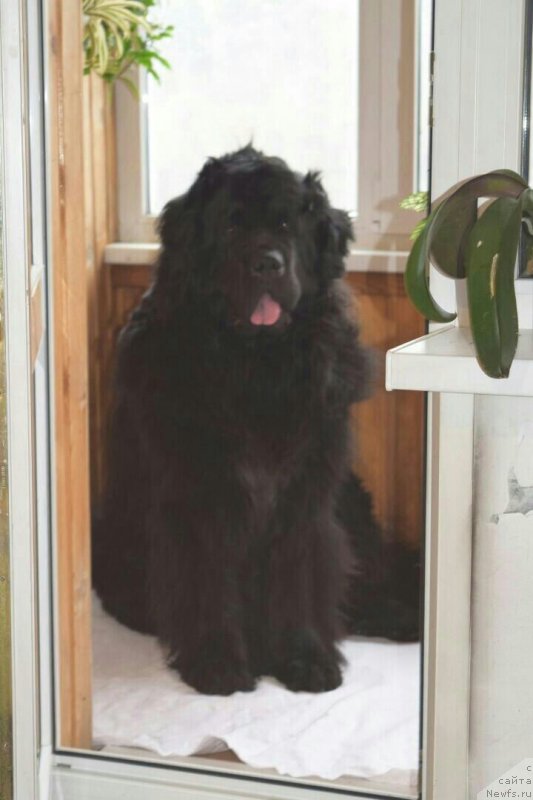 Фото: ньюфаундленд Piternyuf Imax (Питерньюф Имах)