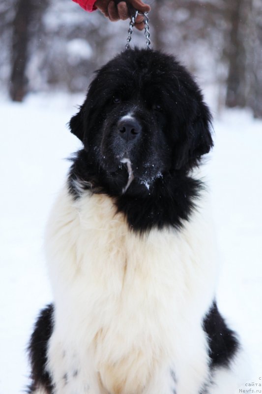 Фотография № 233096