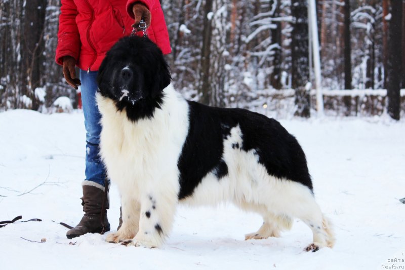 Фотография № 233097