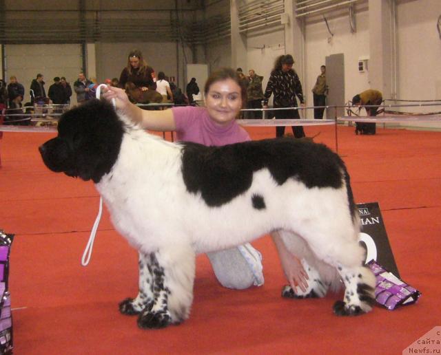 Фото: ньюфаундленд Super Bizon Argo (Супер Бизон Арго)