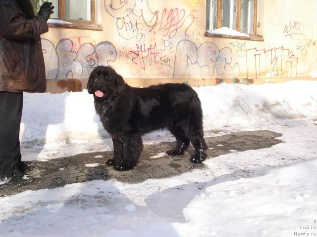 Фото: ньюфаундленд Feliciya (Фелиция)