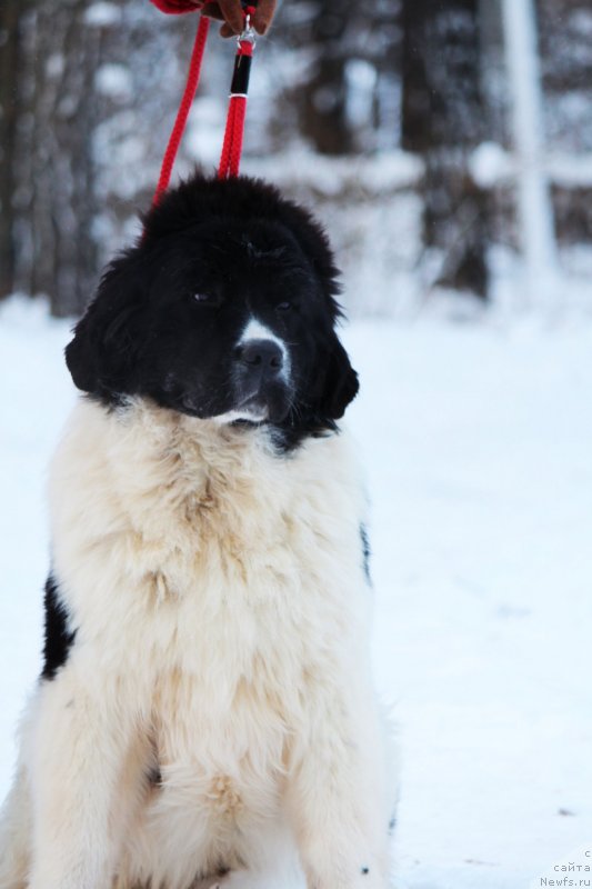 Фотография № 233100