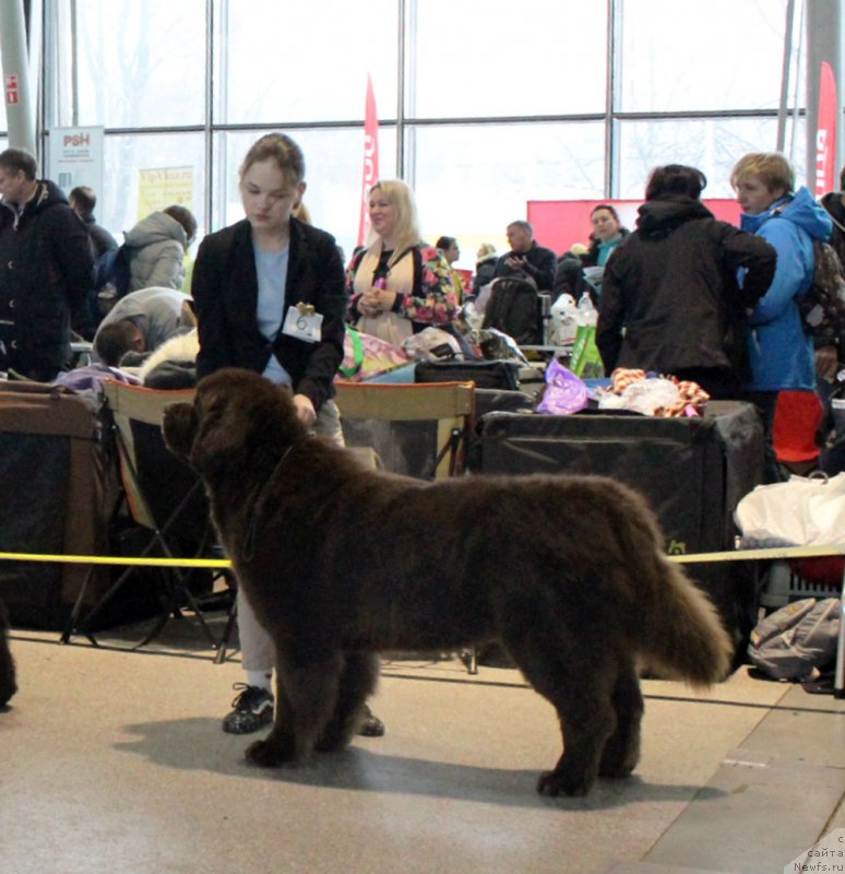Фото: ньюфаундленд Charli The Best Helfi Pel (Чарли Де Бест Хелфи Пэл), Mariya SHmeleva (Мария Шмелева)