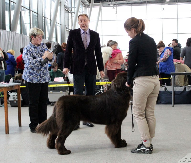 Фото: ньюфаундленд Brownblood MSK Audi Red Less (Браунблад МСК Ауди Рэд Лэсс), Mariya SHmeleva (Мария Шмелева)