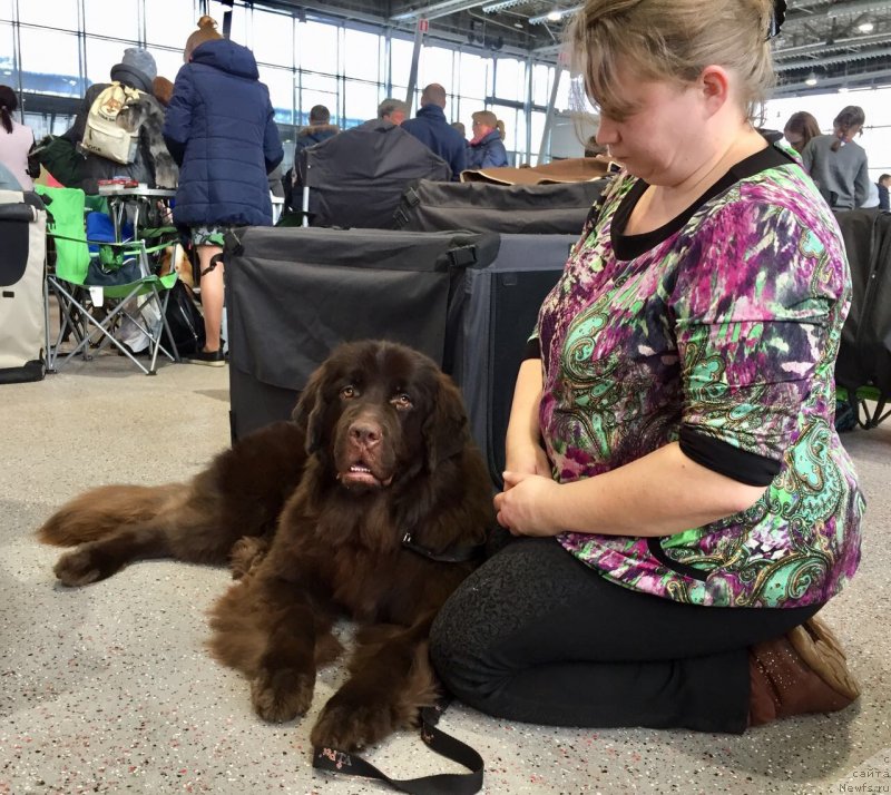 Фото: ньюфаундленд Brownblood MSK Drimi Ein (Браунблад МСК Дрими Эйн)