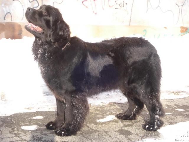 Фото: ньюфаундленд Feliciya (Фелиция)