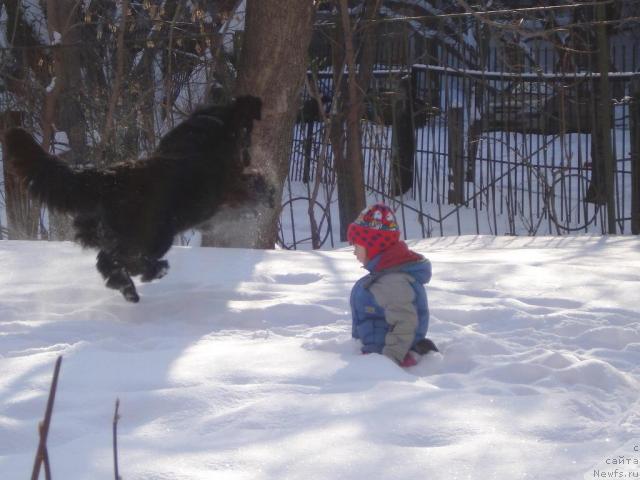 Фото: ньюфаундленд Feliciya (Фелиция)