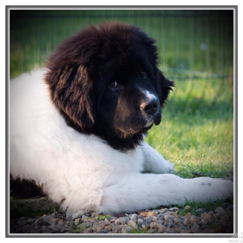 Фото: ньюфаундленд Super Premium Yelena Princess of Russia (Супер Премиум Юелена Принцесс оф Россия)